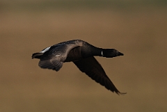 David Plant Photography - Wildlife Photography - Brent goose - J